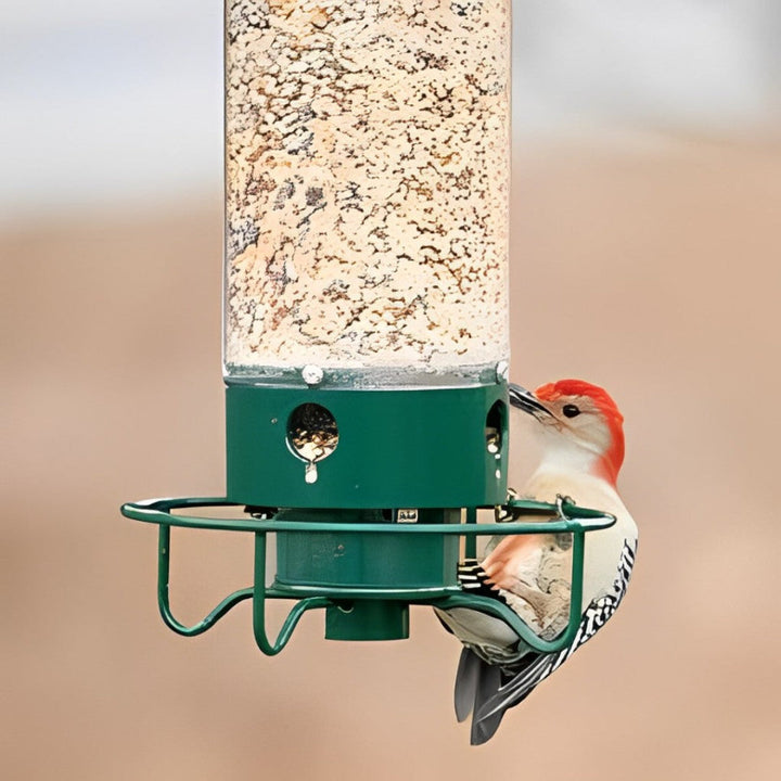 Mangeoire à oiseaux anti-écureuils