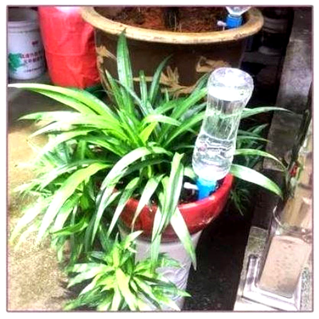 Pointes d'arrosage automatiques pour plantes (lot de 12) – Aide au jardinage à débit réglable