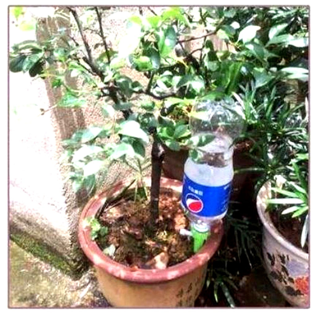 Pointes d'arrosage automatiques pour plantes (lot de 12) – Aide au jardinage à débit réglable