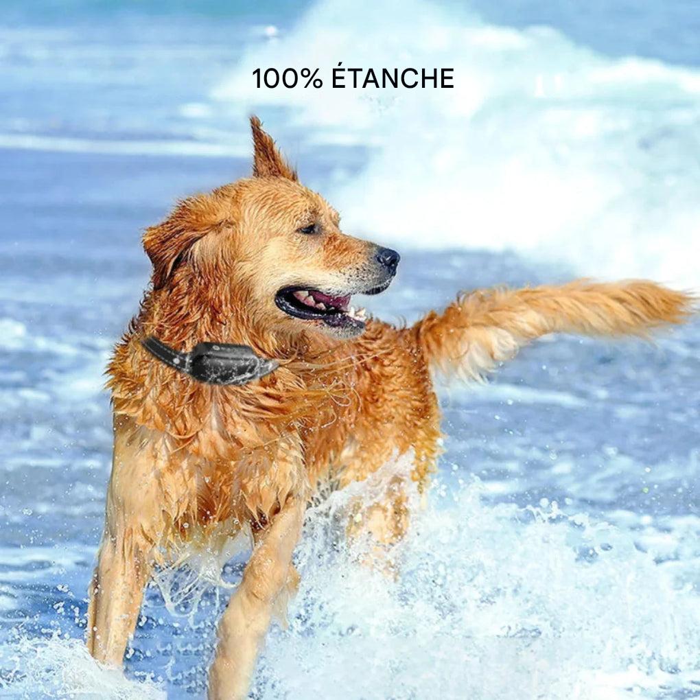 Collier de dressage électrique pour chien avec télécommande